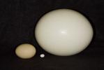 Ostrich and Hummingbird egg compare