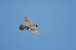 Peregrine Falcon, Falco peregrinus, 