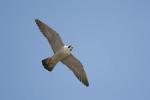 Peregrine Falcon, Falco peregrinus, 