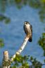 Peregrine Falcon, Falco peregrinus,