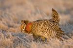 Greater Prairie Chicken and Sharp-tailed Grouse Hybrid, Tympanuc