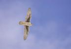 Prairie Falcon Falco mexicanus
