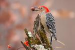 Red-bellied Woodpecker Melanerpes carolinus