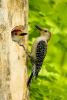 Red-bellied Woodpecker, Melanerpes carolinus,