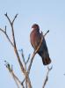 Red-billed Pigeon, Columba favirostris