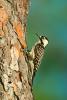 Red-cockaded Woodpecker, Picoides borealis, 