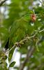 Red-crowned Parrot (Amazona viridigenalis)