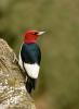 Red-headed Woodpecker Melanerpes erythrocephalus