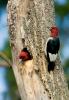 Red-headed Woodpecker Melanerpes erythrocephalus
