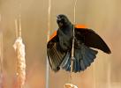 Red-winged Blackbird (Agelaius phoeniceus)