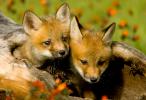 Red Fox Vulpes vulpes