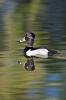 Ring-necked Duck Aythya collaris