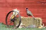 Ring-necked Pheasant, Phasianus colchicus, male and female at ba