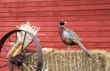 Ring-necked Pheasant, Phasianus colchicus male on hay bale, red 