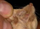 Rock Pocket Mouse (Chaetodipus intermedius) fur lined pocket