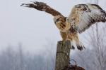 Rought-legged Hawk Buteo lagopus
