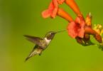 Ruby-throated Hummingbird Archilochus colubris