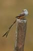 Scissor-tailed Flycatcher, Tyrannus forficatus