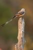 Scissor-tailed Flycatcher, Tyrannus forficatus