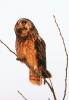 Short-eared Owl Asio flammeus