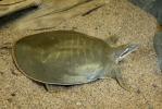 Smooth Softshell Turtle (Apalone mutica)