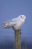 Snowy Owl Nyctea scandiaca
