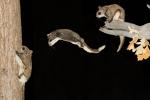 Southern Flying Squirrel jumping composite