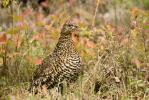 Spruce Grouse, Falcipennis canadensis