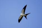 Swallow-tailed Kite, Elaniodes forficatus,