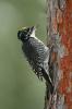 Three-toed Woodpecker Picoides tridactylus