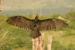 Turkey Vulture, Cathartes aura,