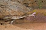 Western Diamondback Rattle Snake, Crotalus atrax