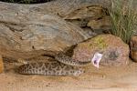 Western Diamondbacked Rattlesnake, Corotalus atrax