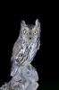 Western Sceech Owl (Otus kennicottii)