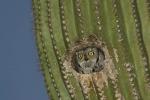 Western Sceech Owl (Otus kennicottii)
