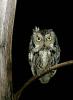 Western Screech Owl Otus kennicottii