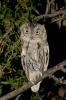 Western Screech-Owl, Otus kennicottii