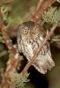 Whiskered Screech Owl (Otus trichopsis)