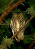 Whiskered Screech Owl Otus trichopsis