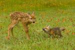 White-tailed Deer and Red Fox together