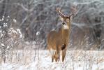 White-tailed Deer in snow 