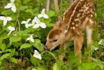 White-tailed Deer, Odocoileus virginianus, 