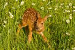White-tailed fawn standing up