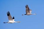 Whooping Crane and Sandhill Crane in flight