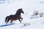 Wild Horse, Feral Horse, Equus caballus