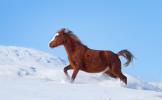 Wild Horse, Feral Horse, Equus caballus