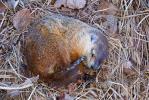 Woodchuck (Marmota monax)