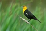Yellow-headed Blackbird Xanthocephalus xanthocephalus