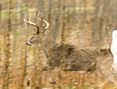 White-tailed Buck Running